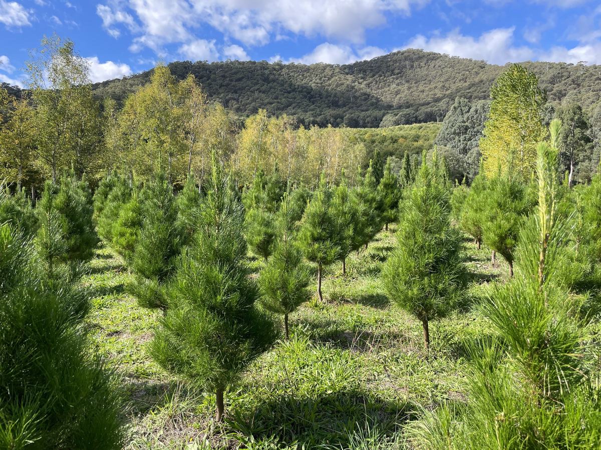 Rows of Christmas trees in the Wandiligong paddock, hills behind